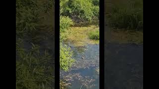 두꺼비 소리를 들어본 적 있나요? the sound of a toad on a spring day #toad #두꺼비 #연못#pond #asmr #asmrsound
