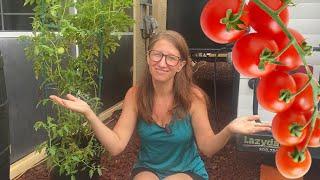 What Everyone Should Know Before Growing Tomatoes