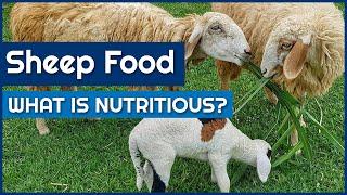 Nutritious Sheep Food for strong and healthy Sheep (Beginners Guide)