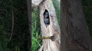 aaj baato ma #funny #shorts #shortvideo #short #vlog #viralshort #viralvideo #shortsvideo #viral