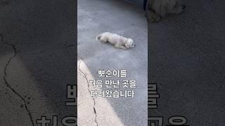유기견 생활하던 뽀순이를 처음 만난 소중한 장소에 온 가족이 함께 다녀와봤어요 #shorts