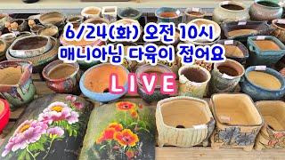 250624)  오전10시 매니아님이 다육이 접게되어 착하게 판매 방송합니다