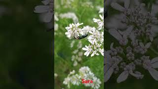 coriander plant flower#flowers#shortsvideo#shorts#coriander#plants