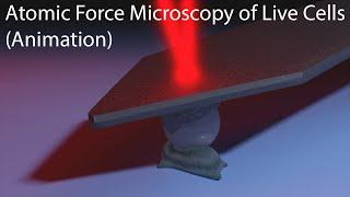 Atomic Force Microscopy of Live Cells (Animation)