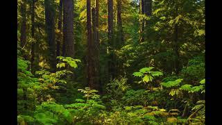 Forest Meditation