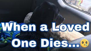 WHEN A LOVED ONE DIES... @humaneworldforanimals @DoggOwner I HIGHLIGHT