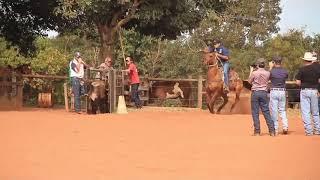 Curso de laço cabeça (Rodrigo Teodoro e Éder Bertaco)