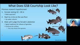 "Giant Sea Bass: Understanding an Endangered Species Reproduction"