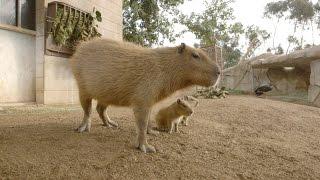 Capybara Baby Cuteness