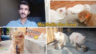 Max ka Friend Milne Aaya | Cats enjoying weather |Rehan & Max