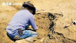 Cowboy Fossil Hunter Finds Something Truly Elusive | Walking with Dinosaurs | BBC Earth Science