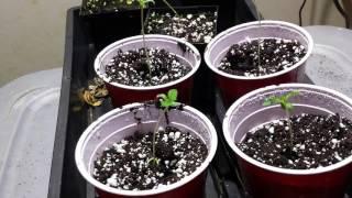 Gumps Greenhouse ( ultimate grow guide ep.1)