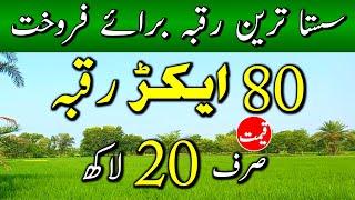 80 Acer Land for sale in punjab pakistan | Agriculture  Land for sale | Zamim for sale | Ep 66