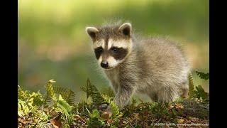 What to if You Find...a Baby Raccoon!