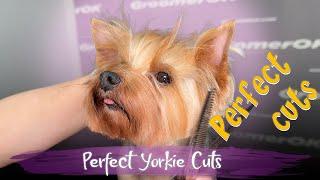 Yorkshire Terrier Grooming | Detailed Yorkie Grooming Guide for Perfect Haircuts | Watch Now!