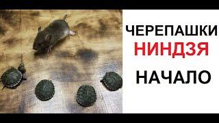 Макс Максимов. Черепашки-ниндзя. НАЧАЛО