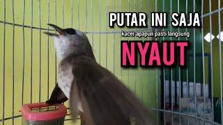 trucukan gacor ROPEL PANJANG pancingan trucukan agar bunyi JADIKAN burung trucuk gacor EMOSI