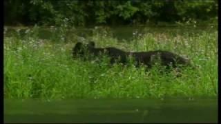Survival with Ray Mears - Official ITV trailer