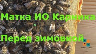 Успел спасти матку ИО, её решили сменить. Тихая смена в сентябре.