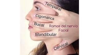 Ramas Del Nervio Facial And Largest Body Parts | Human Anatomy And Physiology | Pharmacy Hind YT