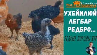 Редкие породы кур: им 1 месяц. "Мое Подворье"