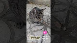 Blueberry #cat #cats