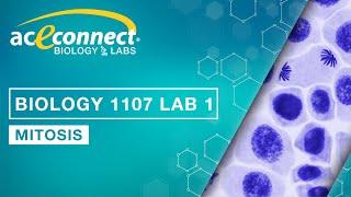 Biology Lab || Mitosis