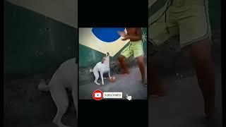 this dog is MADER#shortfeed#funny #shortvideos#memes #viralvideos#bombastic #shortsviral