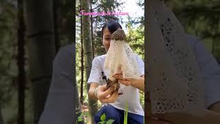 Harvest cap mushroom