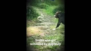 Snake was got schooled by dog truly! #shorts AnimalTube - World of animals