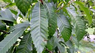 Capital Naturalist: American Chestnut