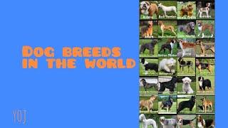 ALL DOG BREEDS IN THE WORLD