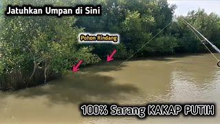 Lakukan Cara ini..!! Mancing KAKAP PUTIH 100% tidak boncos