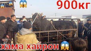 Калонтари бука дар Таджикистан Самый большой бык мир молбозори хучанд Худжанд #бык #бука