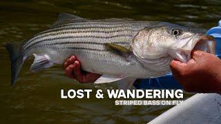 Striper on Fly | Lost & Wandering - Canoe House