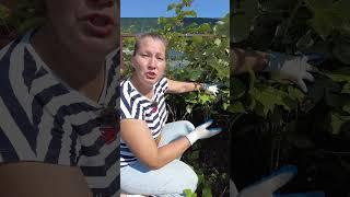 ОБРЕЖУ МАЛИНУ ПОД КОРЕНЬ, ОСЕННЯЯ ОБРЕЗКА РЕМОНТАНТНОЙ МАЛИНЫ #сад #огород #садоводство