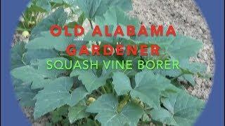 SQUASH VINE BORER (MY SECRET FIX) HOW I DO IT (OAG)