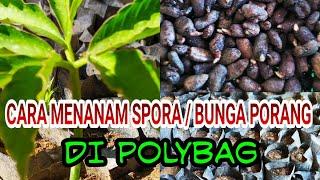 CARA MENYEMAI DAN MENANAM BIBIT PORANG DARI BUNGA ( SPORA) Di POLYBAG Bagian ke 2