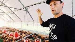 Normal Guy Quits JOB to Farm (pastured chickens)