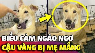 Cười xỉu với ĐA DẠNG BIỂU CẢM của cậu vàng khi nghịch ngợm bị con sen MẮNG VỐN  | Gâu Đần