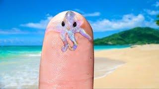 CUTEST And TINIEST Sea Creatures!