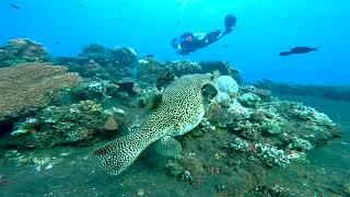 Starry Puffer Arothron stellatus