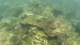 Snorkeling at Koulnoue near Hienghene, New Caledonia