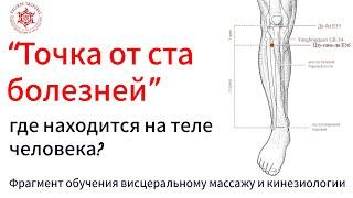 “Точка от ста болезней”, где находится на теле человека? Канал желудка. Фрагмент обучения