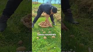 Самый ленивый способ сажать картошку