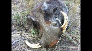 Limpopo Bushveld Bowhunt South Africa Bogenjagd Sued Afrika Bowhunting South Africa