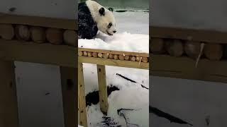 Funny panda ️ cute panda #shorts #panda  #lovepanda #funny #animals #tiktok #cute #pet