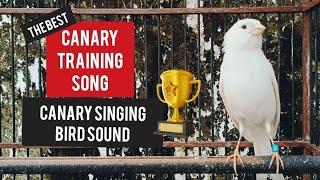 The best canary training song in the morning! Canary singing bird sound