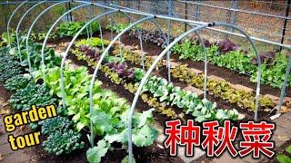 11月种什么？ 耐寒过冬蔬菜！fall vegetable garden tour 2024