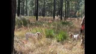 Outdoors with Joey Mines "Show 627" Quail Hunting @ Southern Woods